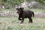 LABRADOR 881